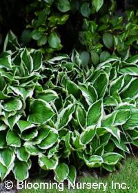 Hosta undulata 'Albo-Marginata'                   